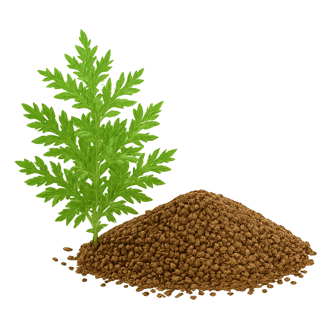 Artemisia annua Samen Qing Hao GvK Spezial