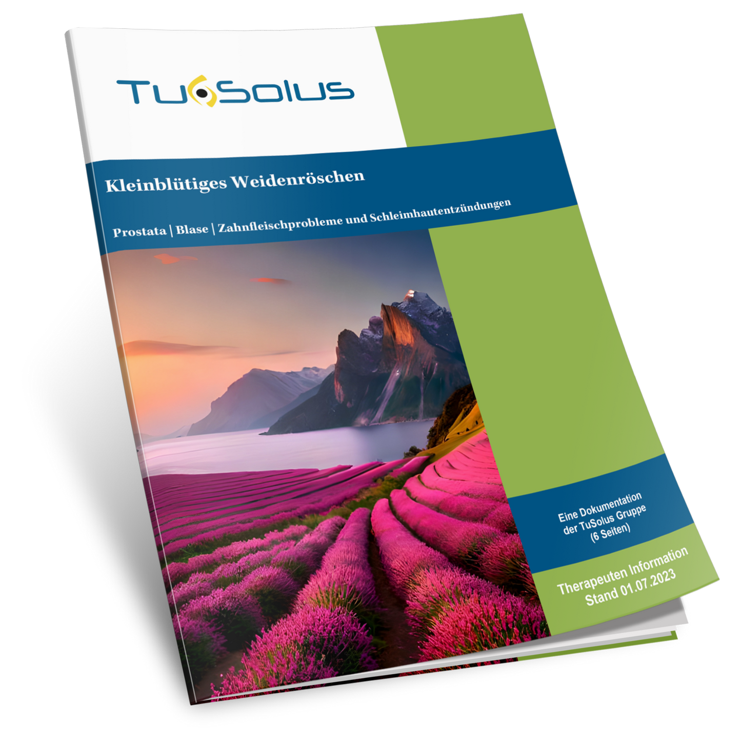 Epilobio de flor pequeña - información para terapeutas