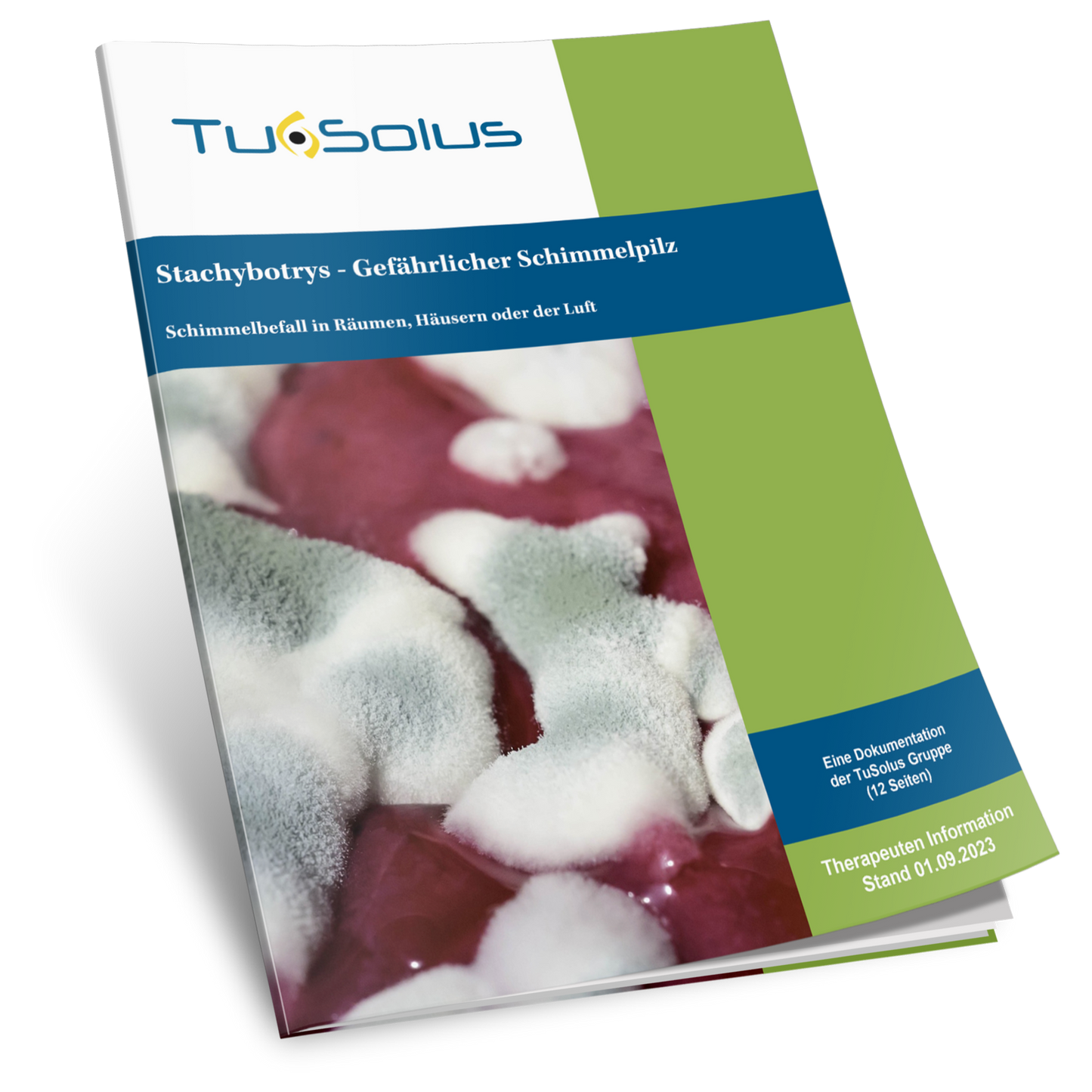 Información para terapeutas sobre Stachybotrys