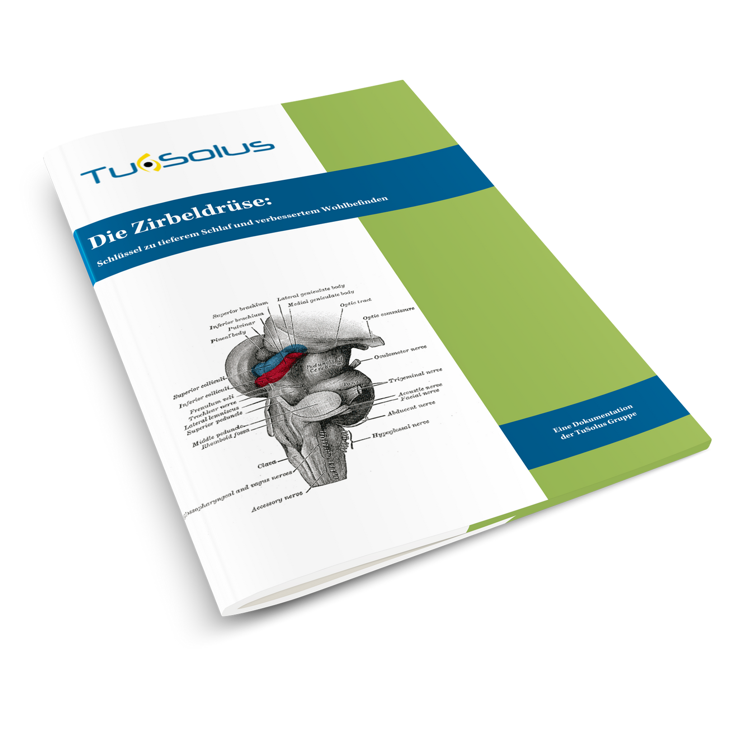 La glándula pineal - información para terapeutas (10 páginas)