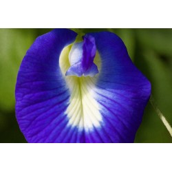 Schamblumenblüten blau