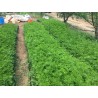 Artemisia annua Pflanzenpulver für 39,90 € jetzt kaufen