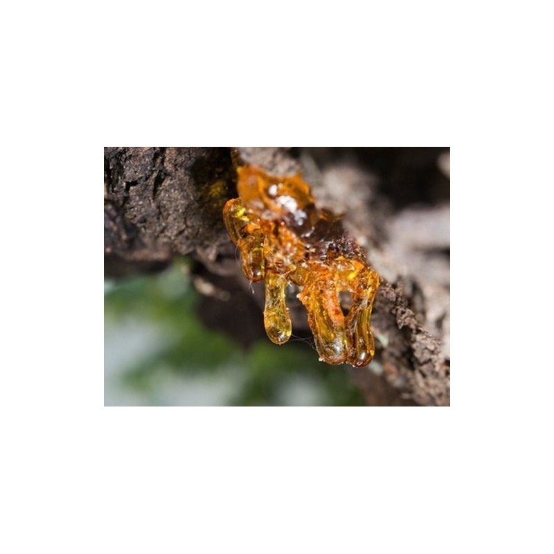 Rein ätherisches Copaiba-Öl für 18,90 € jetzt kaufen