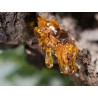Rein ätherisches Copaiba-Öl für 18,90 € jetzt kaufen