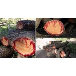 Sangre de Grado 100% aus Wildsammlung ohne Zusatzstoffe 20ml