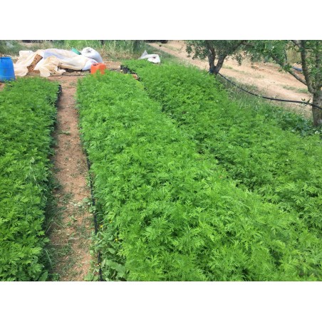 Einjähriger Beifuß Artemisia-Annua Qing Hao Tee 100% rein Der Echte!