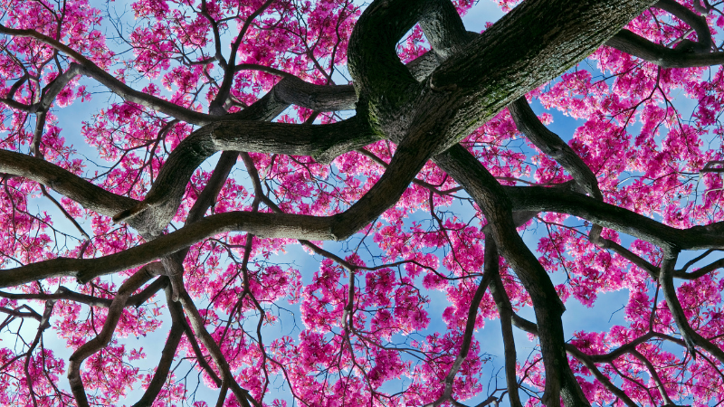 Ein Tecoma-Lapacho-Baum, auch „Purple Lapacho Tree“ genannt, in voller Blütenpracht