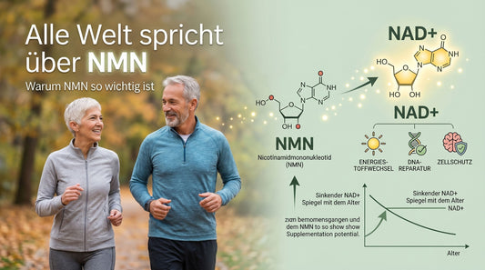 NMN Nicotinamidmononukleotid als Vorstufe von NAD⁺ für Energie und Zellschutz