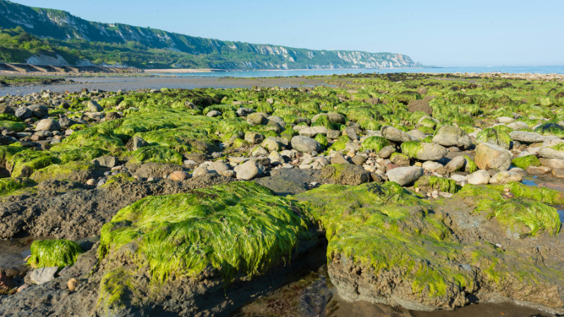 Es werden weltweit etwa 100 Algenarten zum Verzehr genutzt.