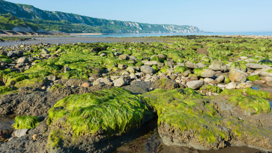 Es werden weltweit etwa 100 Algenarten zum Verzehr genutzt.