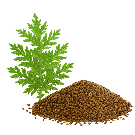Semillas de Artemisia annua Qing Hao GvK Especial