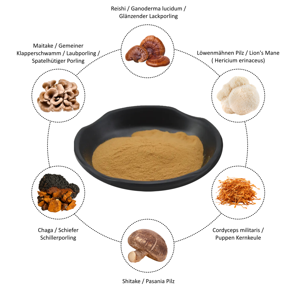 Hongos medicinales | Extracto de complejo de hongos 6 veces