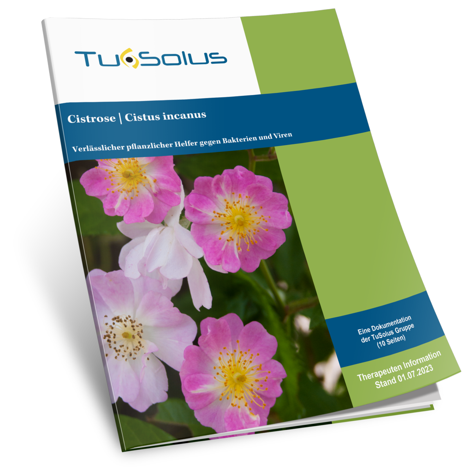 Jara (cistus incanus) - información para el terapeuta