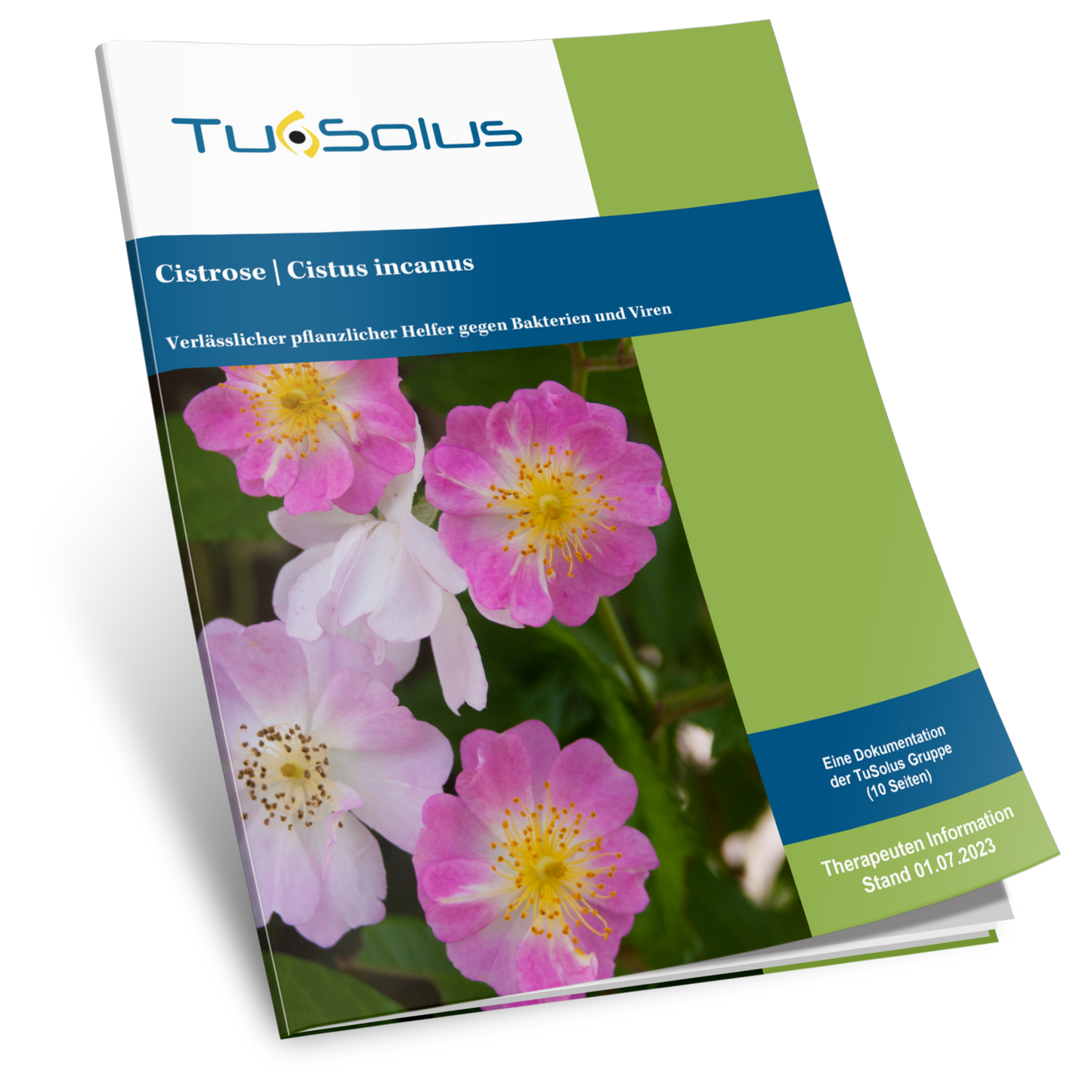 Jara (cistus incanus) - información para el terapeuta