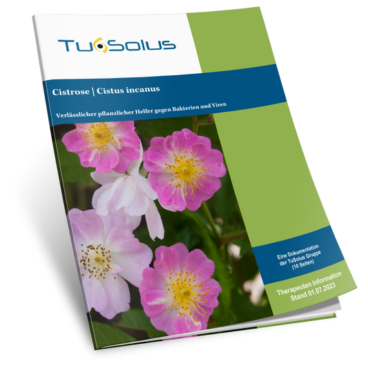 Jara (cistus incanus) - información para el terapeuta