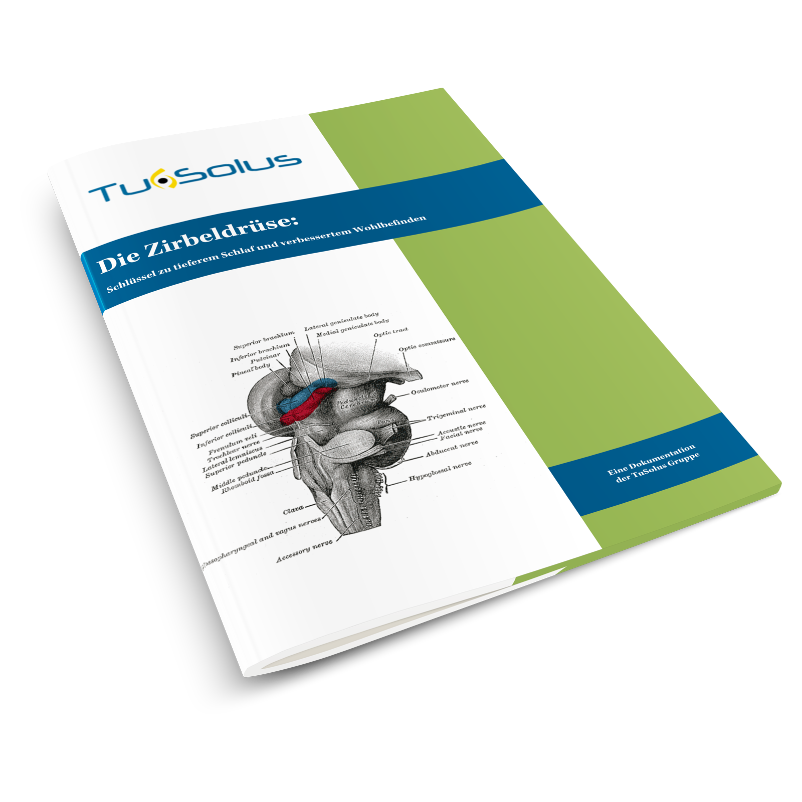 La glándula pineal - información para terapeutas (10 páginas)